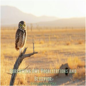 Burrowing Owl Vocalizations and Behavior