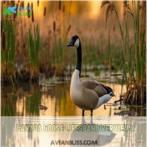 Canada Goose Lifespan Overview