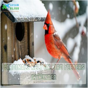 Cardinals Rely on Bird Feeders in Winter