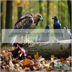 Carrion Consumption by Corvids