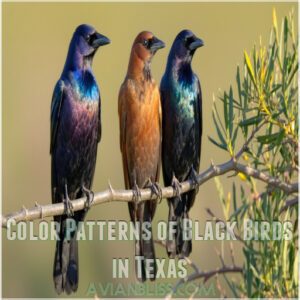 Color Patterns of Black Birds in Texas