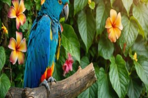 common bird illness in parrots