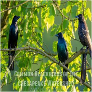 Common Blackbirds of The Chesapeake Watershed