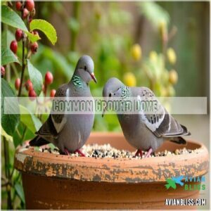 Common Ground Dove