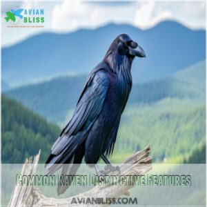 Common Raven Distinctive Features