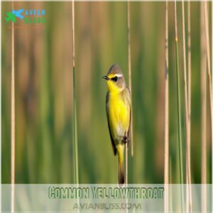 Common Yellowthroat