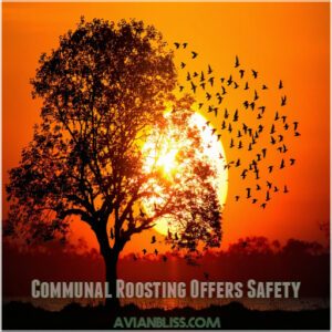 Communal Roosting Offers Safety