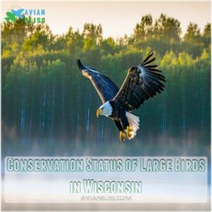 Conservation Status of Large Birds in Wisconsin