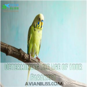 Determining The Age of Your Parakeet