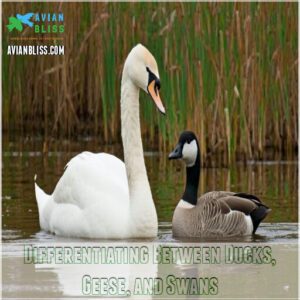 Differentiating Between Ducks, Geese, and Swans