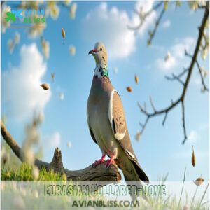 Eurasian Collared-Dove