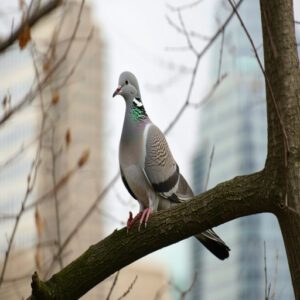 Eurasian Collared-Dove: an Invasive Species