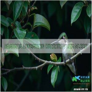 Factors Affecting Hummingbird Sleep