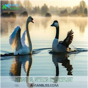 Geese Vs. Swans in Conflict