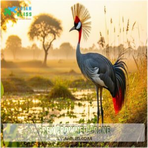 Grey Crowned Crane