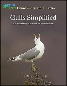 Gulls Simplified: A Comparative Approach