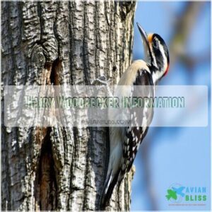 Hairy Woodpecker Information