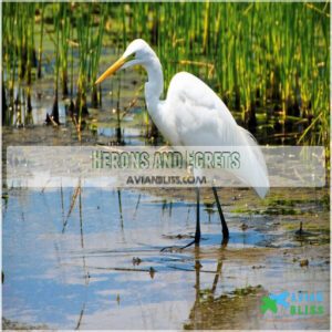 Herons and Egrets