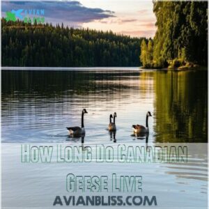 how long do canadian geese live