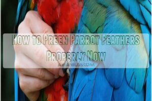 how to preen parrot feathers properly