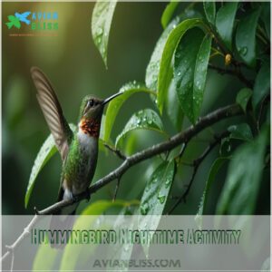 Hummingbird Nighttime Activity