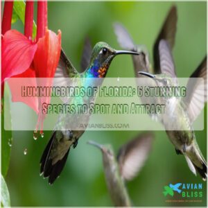 hummingbirds of florida