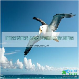 Interesting Facts About Large Birds