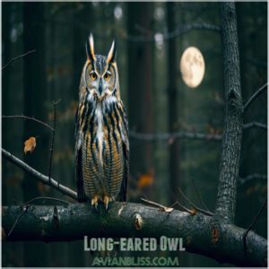 Long-eared Owl