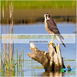 Merlin Falcon Habitat