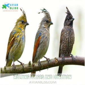 Molting Stages and Duration