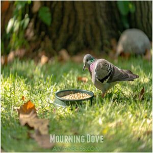 Mourning Dove