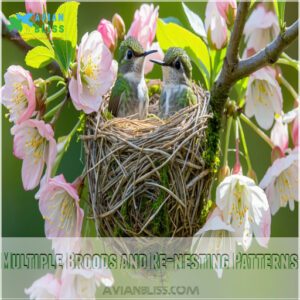 Multiple Broods and Re-nesting Patterns