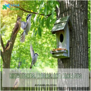 Nuthatches, Wrens, and Kinglets