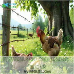 Nutritional Benefits of Bananas for Chickens