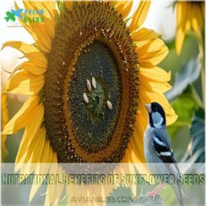 Nutritional Benefits of Sunflower Seeds