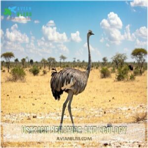 Ostrich Behavior and Ecology