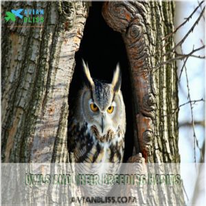 Owls and Their Breeding Habits