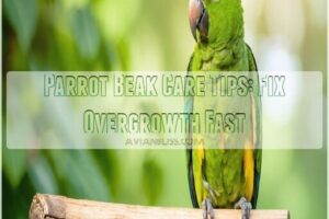 parrot beak care tips