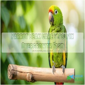 parrot beak care tips