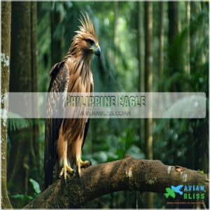 Philippine Eagle