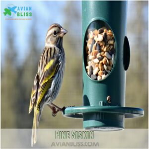 Pine Siskin