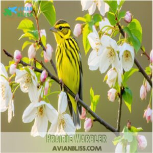 Prairie Warbler