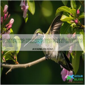 Protecting Hummingbird Sleep Habitats