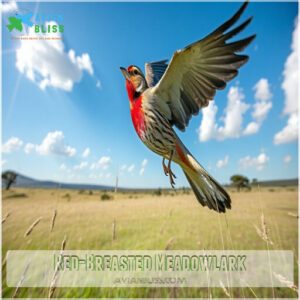 Red-Breasted Meadowlark