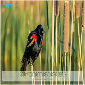 Red-Winged Blackbirds