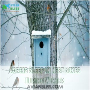 Robins Sleep in Nest Boxes During Winter