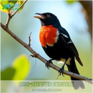 Rose-Breasted Grosbeak