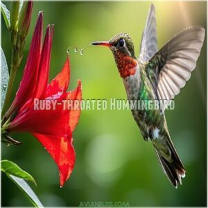 Ruby-Throated Hummingbird