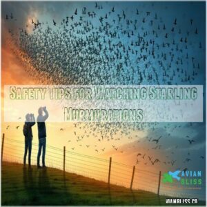 Safety Tips for Watching Starling Murmurations