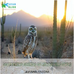 Screeching Sounds of Burrowing Owls